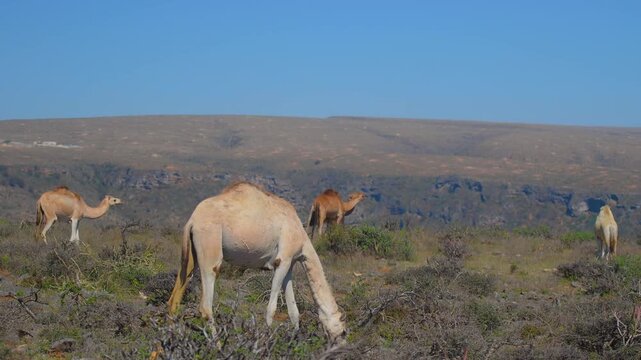 Footage of wild dromedary camels (Camelus dromedarius) grazing on low shrubs in a vast, arid, and rocky desert environment under a clear blue sky, typical of the landscape near Wadi Bani Khalid in Oma