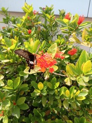 Butterfly on flower, nature beauty, mobile captured 