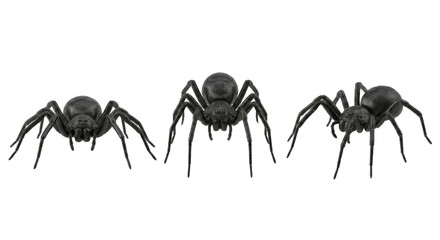 Fototapeta premium isolated transparent background detailed close-up of three black widow spiders crawling on a black