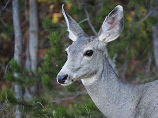 Close-up Portrait of a Mule Deer Doe in Yellowstone