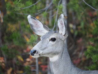 Profile View of Mule Deer Doe in Pine Forest