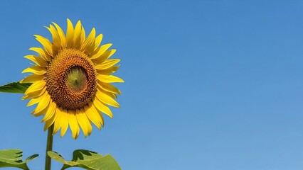 Bright sunflower against clear blue sky in natural setting  
