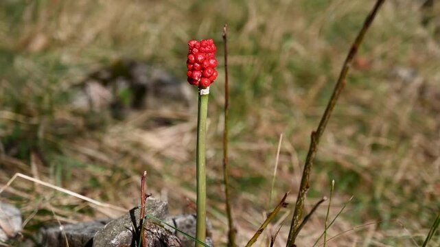 Cluster of bright red berries of Italian arum.  Arum italicum.