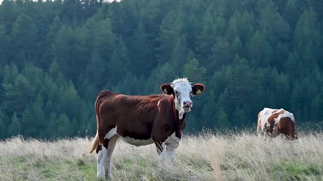 Hereford cattle. Cows on pasture. Calf eating grass on meadow. 