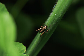 Naklejka premium dark bush cricket grasshopper insect macro photo 