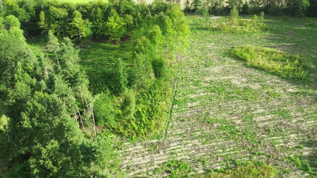 Conservation effort with replanting of conifer trees