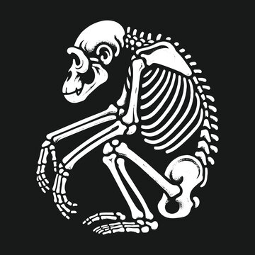 Primate skeleton illustration in a circular pose on black background.