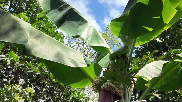 Banana tree with large green leaves and fruit
