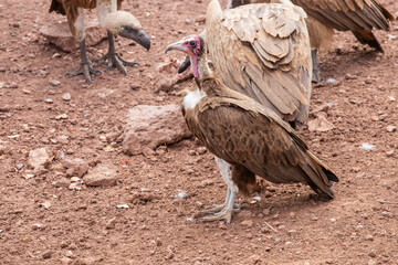  Wild vulture in Zimbabwe, Africa