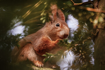 Fototapete bei efototapeten.de bestellen   