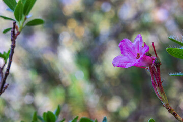 Closeup of hairy alpenrose flower (Rhododendron hirsutum)