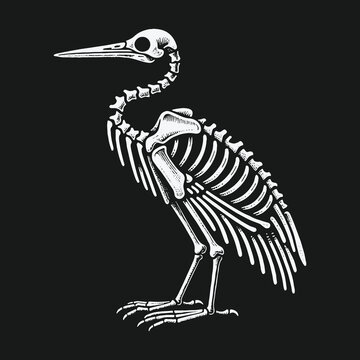 Monochrome heron skeleton anatomy on a solid black background.