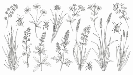 Collection of Various Wildflowers and Grasses.