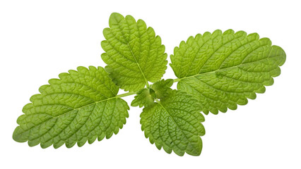 Fresh green leaves on transparent background, isolated plant, natural foliage