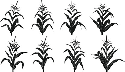 Black maize corn plant silhouettes, botanical agricultural vector set, isolated nature crop illustrations, farm vegetation graphic collection for design use