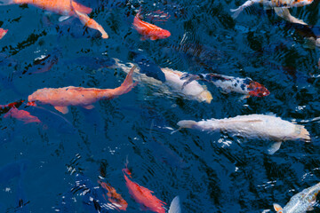 Koi swimming peacefully in a botanical garden pond