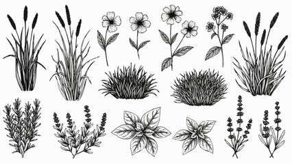 Collection of Various Black and White Plants. © Junta