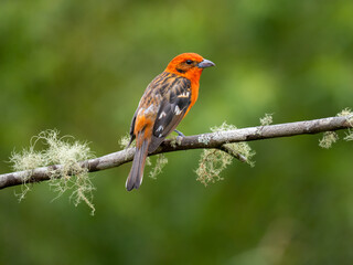 Fototapeta premium Bluttangare (Piranga bidentata)