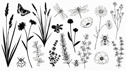 Black and White Illustrations of Flowers and Insects. © Junta