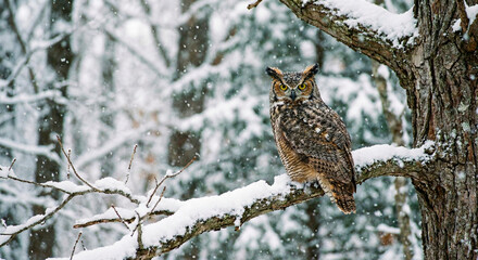  owl perched on branch in winter forest