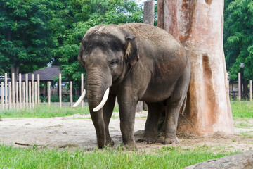 Elephant standing near a tree in a zoo habitat during daylight