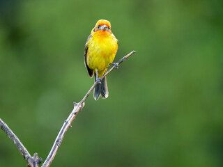 Bluttangare (Piranga bidentata)