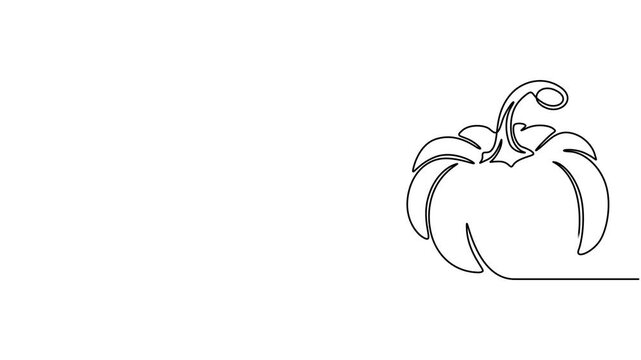 Self drawing simple animation of continuous one line drawing of pumpkin. Halloween concept drawn by hand, Animated One continuous line drawing of pumpkin signs. Minimal vegetable icon line art video.