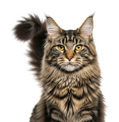 Obraz premium Maine coon cat portrait isolated on transparent background