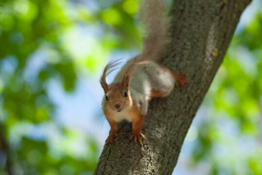 squirrel on tree - Powered by Adobe