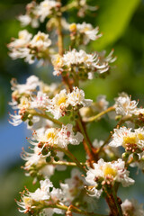Delicate Blossoms in Spring's Embrace
