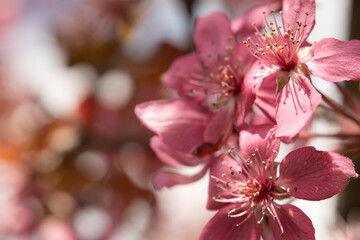 Obraz premium Vivid Pink Cherry Blossoms