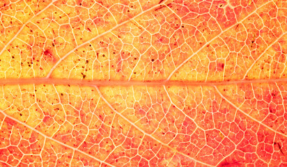 Backlit Orange Leaf Showing Veins and Speckled Texture