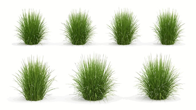 Realistic green long grass tufts isolated on white background,Isolated Realistic Green Grass Clumps 3D Render on White Background.