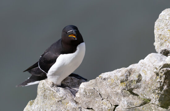 Portrait of a Razorbill perched on cliff edge by ocean