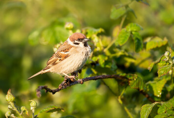 Eurasian tree sparrow perched on tree branch with green leaves