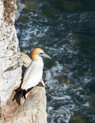 Northern Gannet seabird perched on a rocky cliff ledge by the ocean