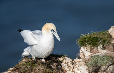 Northern Gannet guarding egg on cliff ledge with blue ocean background
