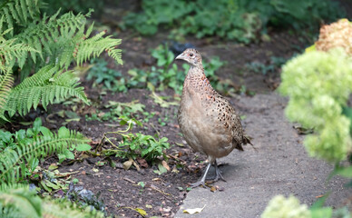 Female Common pheasant foraging in garden setting
