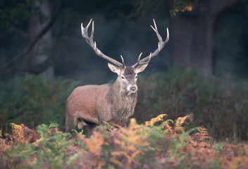 Naklejka premium Red deer stag standing in green ferns in autumn