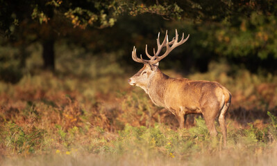 Red deer stag standing in ferns in autumn meadow