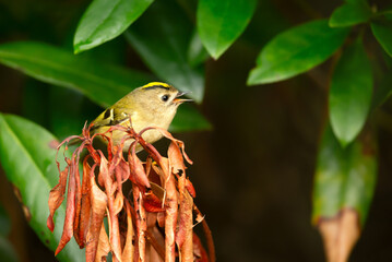 Close-up of Goldcrest perching on tree branch