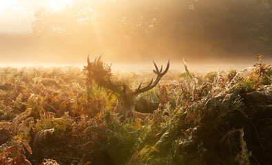 Majestic Red Deer stag with bracken in antlers at golden misty morning sunrise