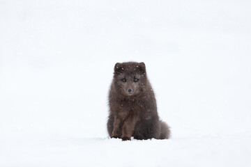 Fototapeta premium Blue morph Arctic fox sitting in a snowy white winter landscape