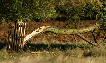 Broken tree trunk in park after storm damage