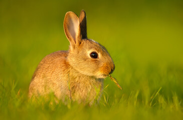 Portrait of a young wild European rabbit eating blade of grass in meadow