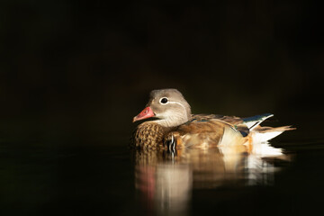 Female Mandarin duck swimming on dark water