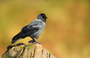 Close-up portrait of Western jackdaw perched on tree stump