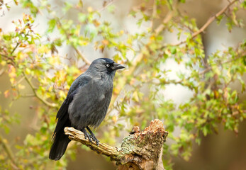 Western jackdaw perched on tree stump