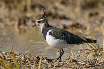頭の毛が長いタゲリ