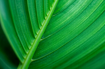 Close view of a green leaf showing veins and texture in a natural setting during daylight